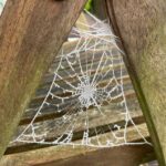 spider's web
